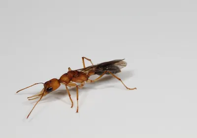 ant with wings on white background